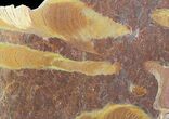 Polished Stromatolite (Jurusania) From Russia - Million Years #57560-1